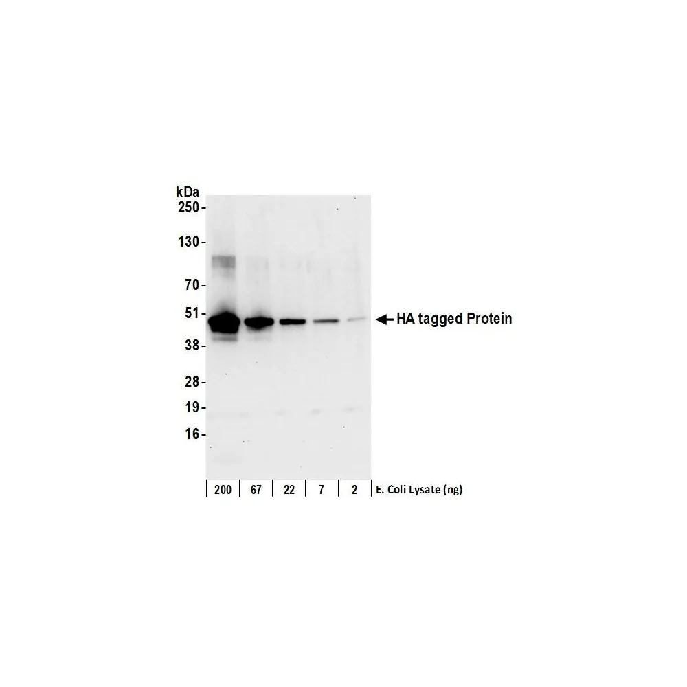 Goat anti-HA Tag Antibody Affinity Purified