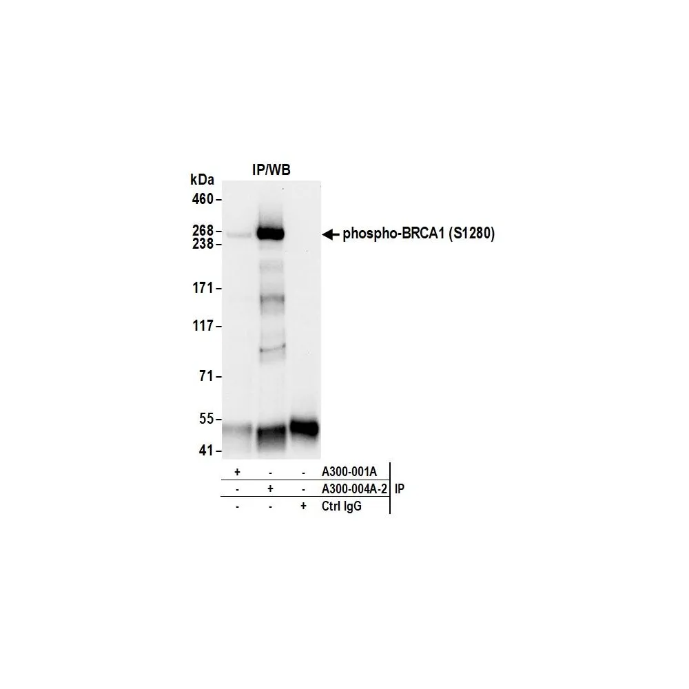 Rabbit anti-Phospho BRCA1 (S1280) Antibody, Affinity Purified