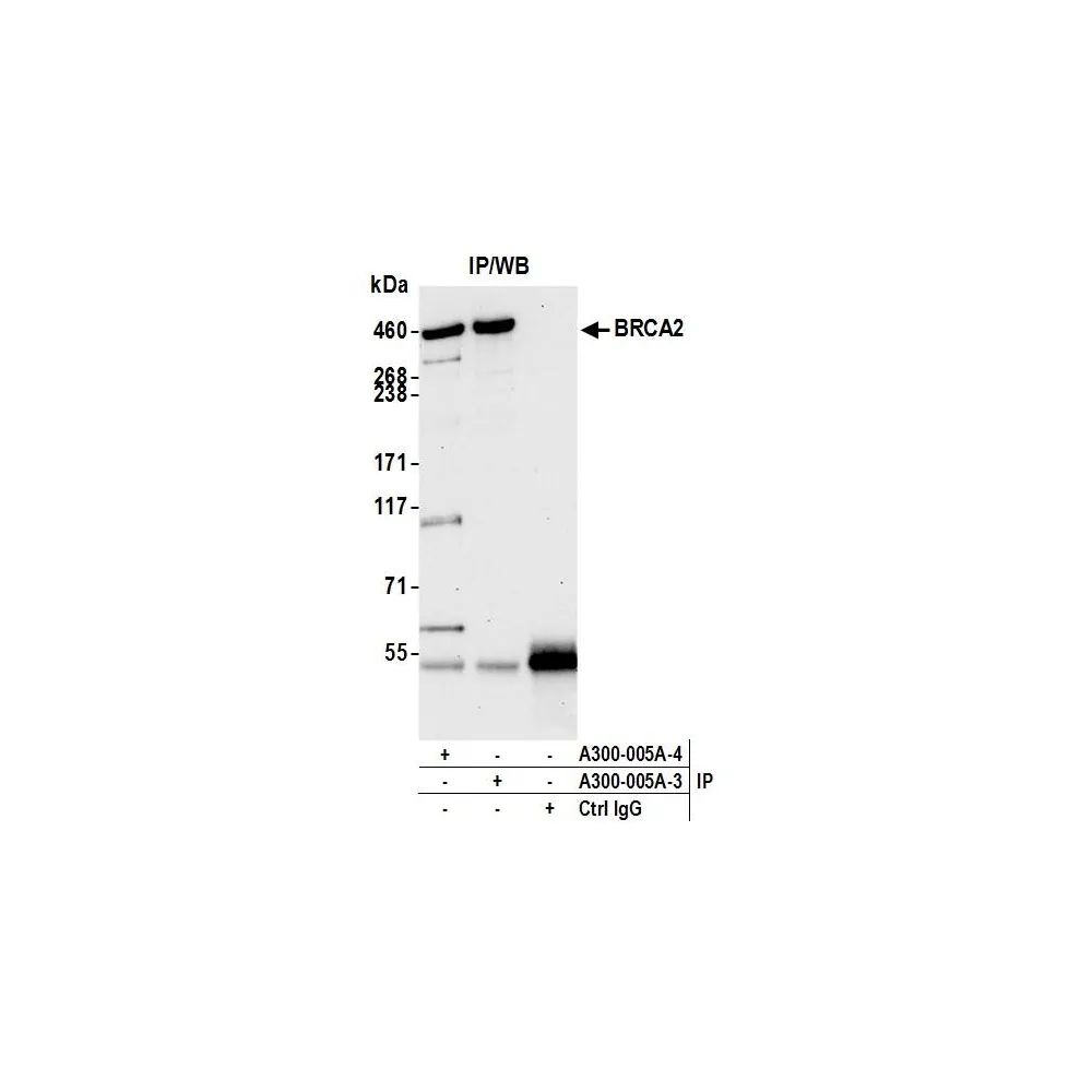 Rabbit anti-BRCA2 Antibody, Affinity Purified