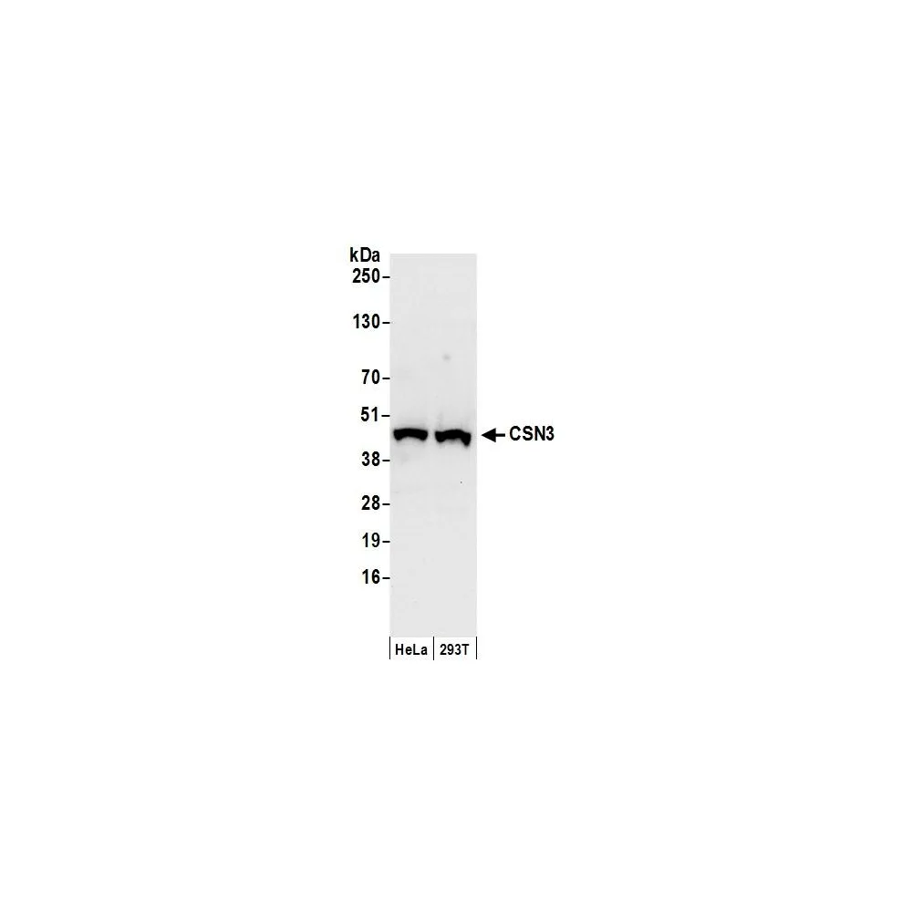 Rabbit anti-CSN3 Antibody, Affinity Purified