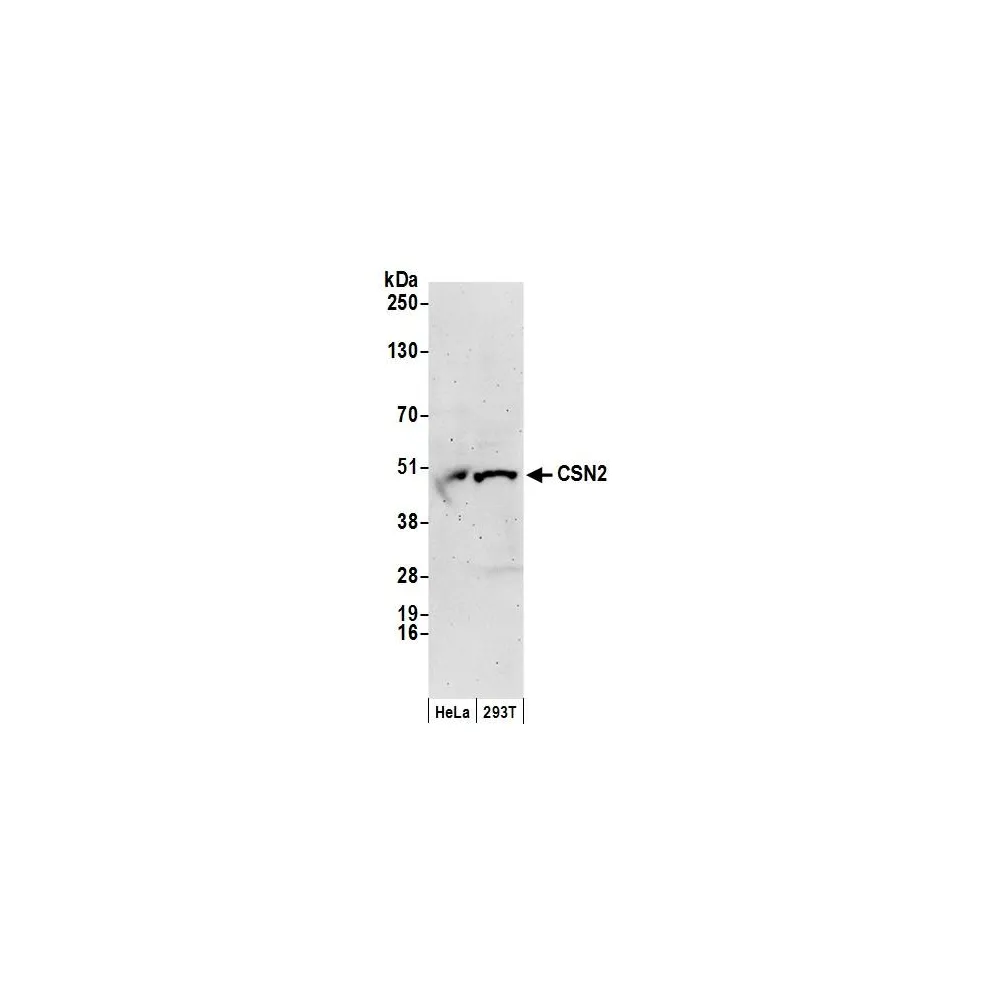 Rabbit anti-CSN2 Antibody, Affinity Purified