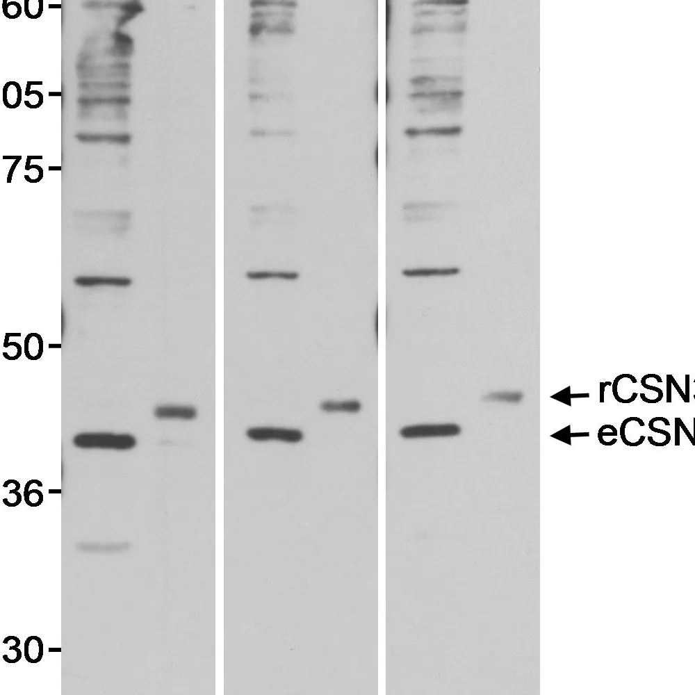 Rabbit anti-CSN3 Antibody, Affinity Purified