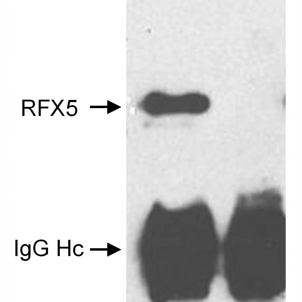 Rabbit anti-RFX5 Antibody, Affinity Purified