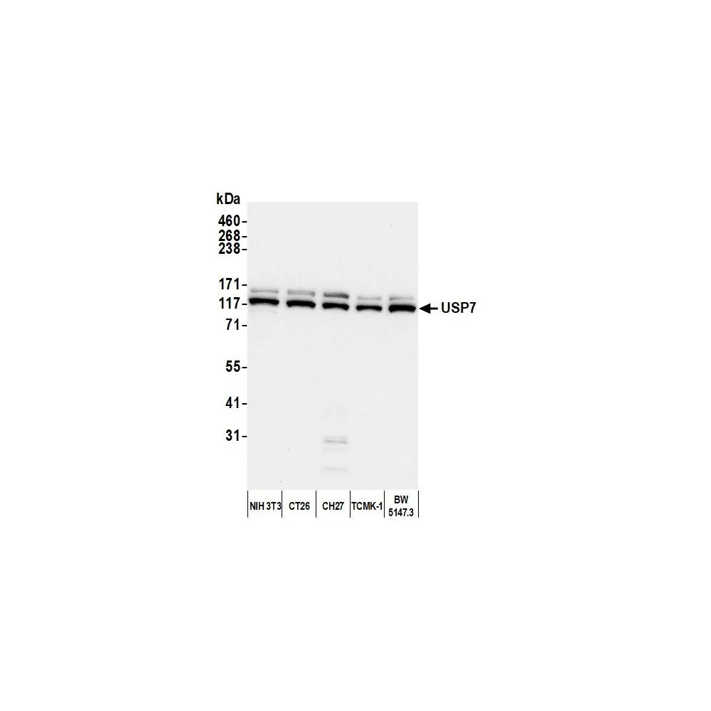 Rabbit anti-USP7 Antibody, Affinity Purified
