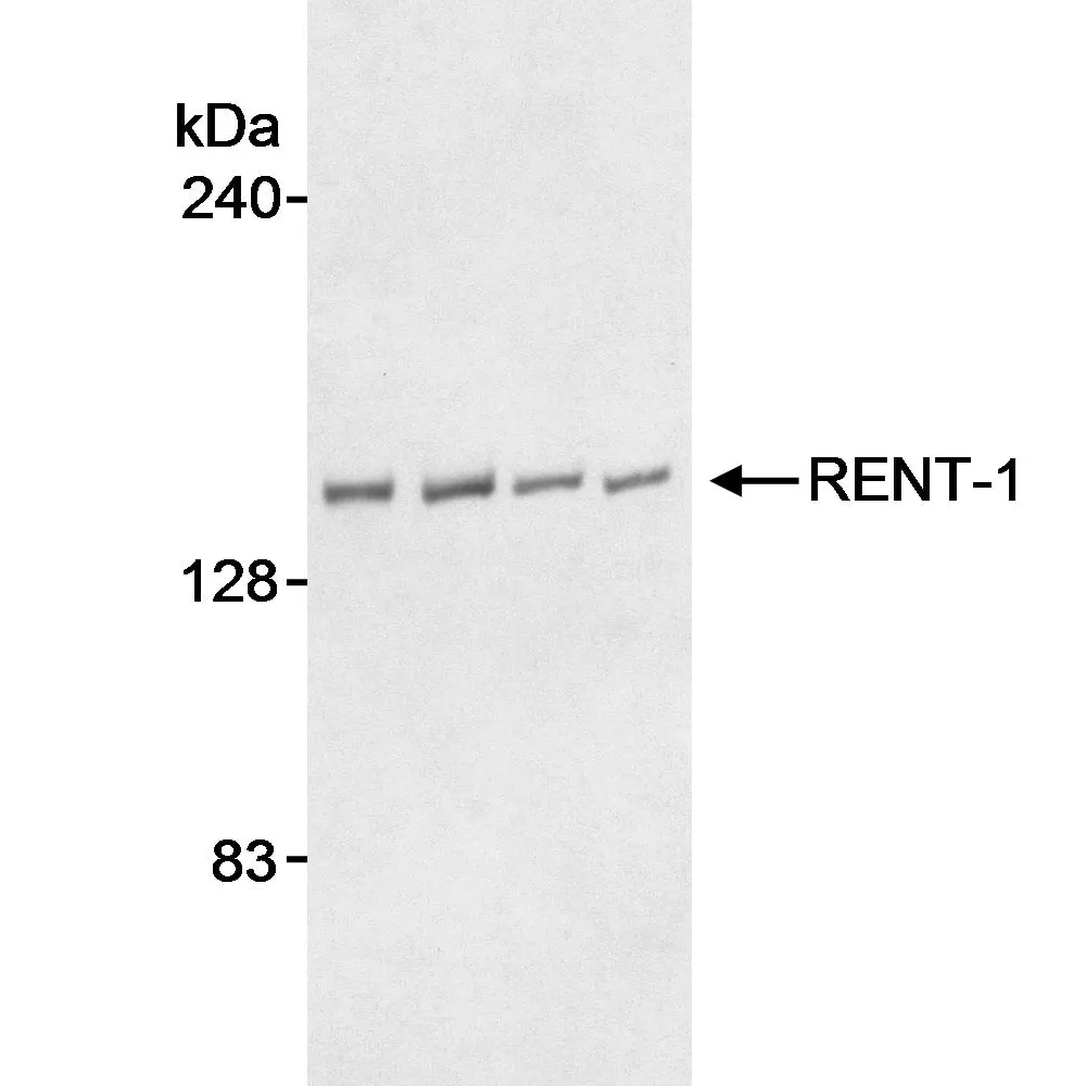 Goat anti-RENT1 Antibody, Affinity Purified