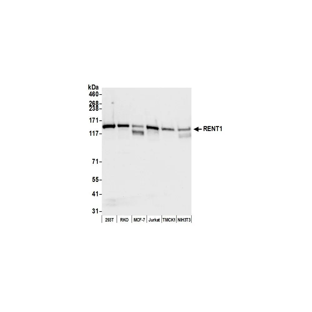Goat anti-RENT1 Antibody, Affinity Purified
