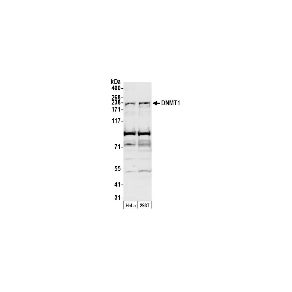 Rabbit anti-DNMT1 Antibody, Affinity Purified