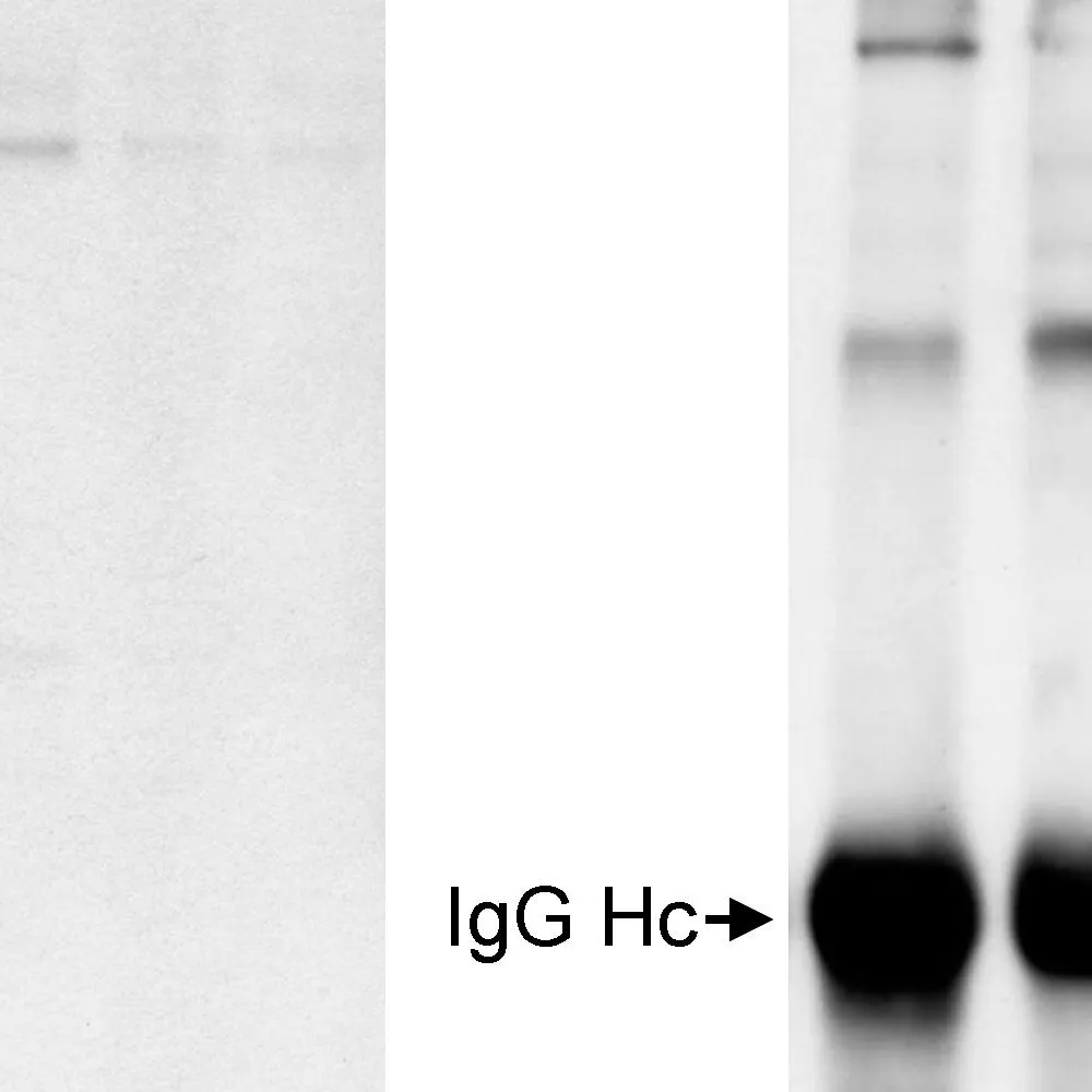 Rabbit anti-MDC1 Antibody, Affinity Purified
