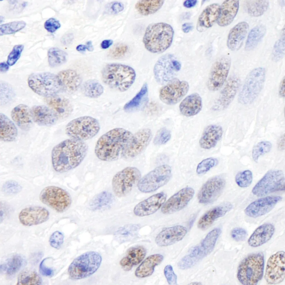Rabbit anti-MDC1 Antibody, Affinity Purified
