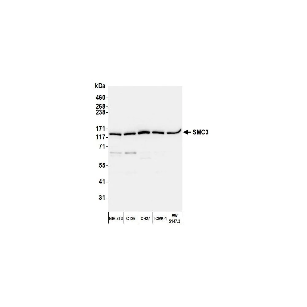 Rabbit anti-SMC3 Antibody, Affinity Purified