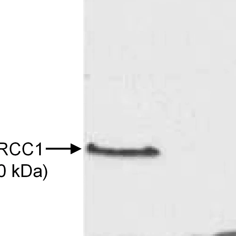 Rabbit anti-XRCC1 Antibody, Affinity Purified