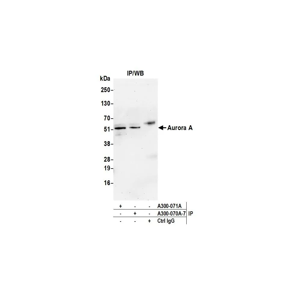 Rabbit anti-Aurora A Antibody, Affinity Purified