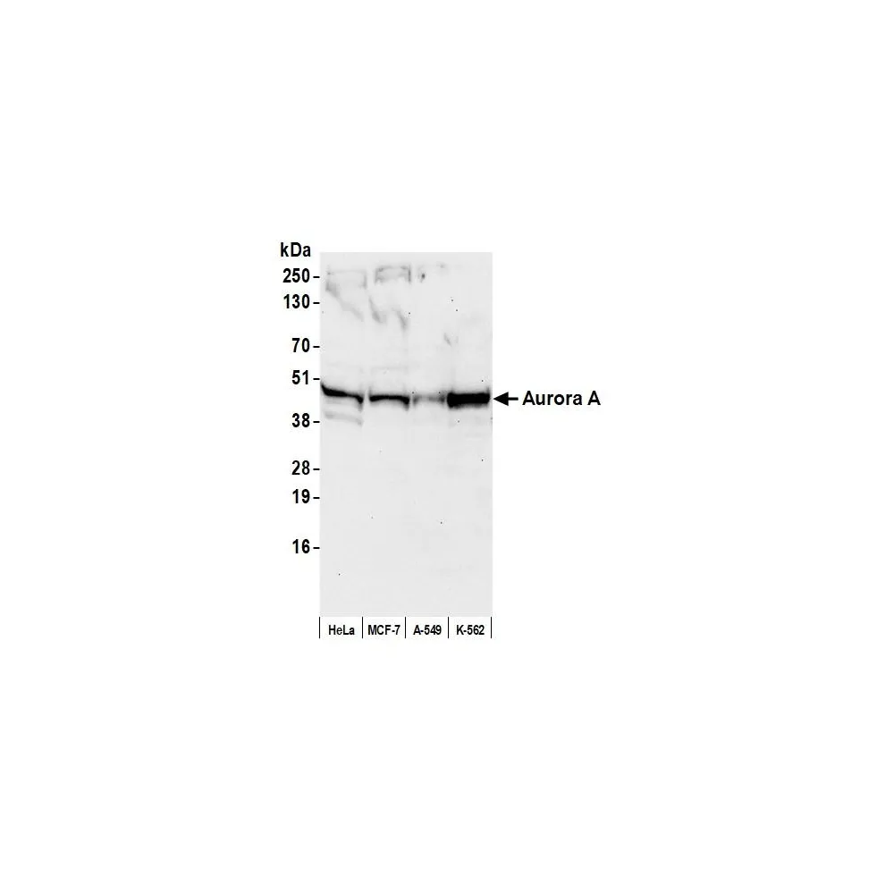Rabbit anti-Aurora A Antibody, Affinity Purified