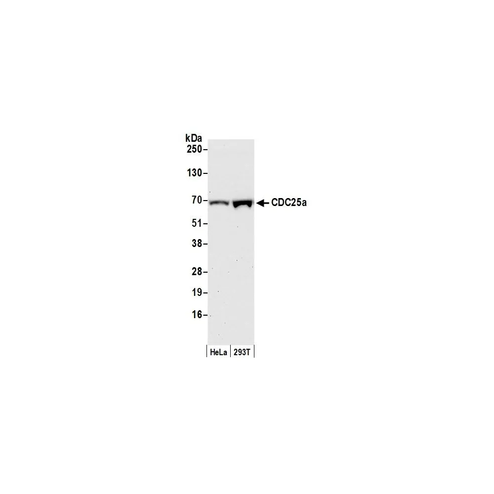 Rabbit anti-CDC25a Antibody, Affinity Purified