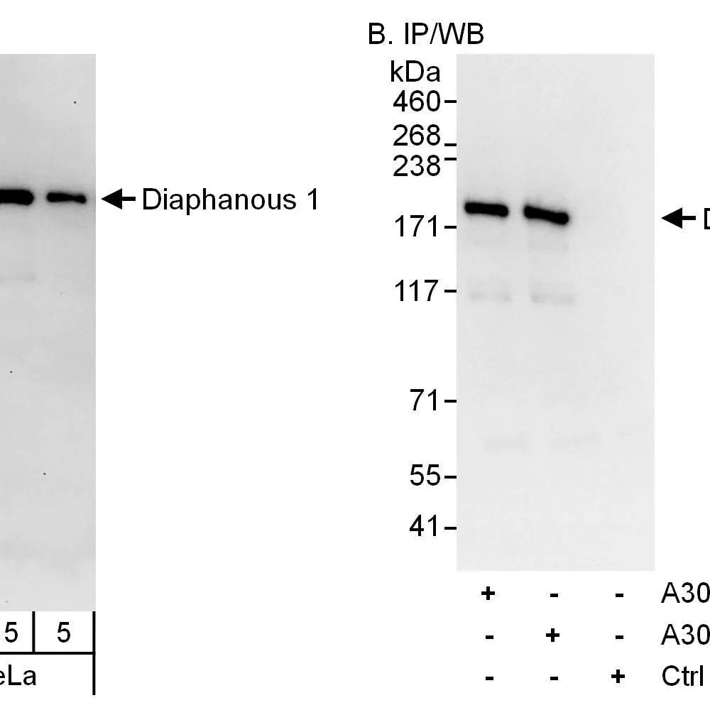 Rabbit anti-Diaphanous 1 Antibody, Affinity Purified