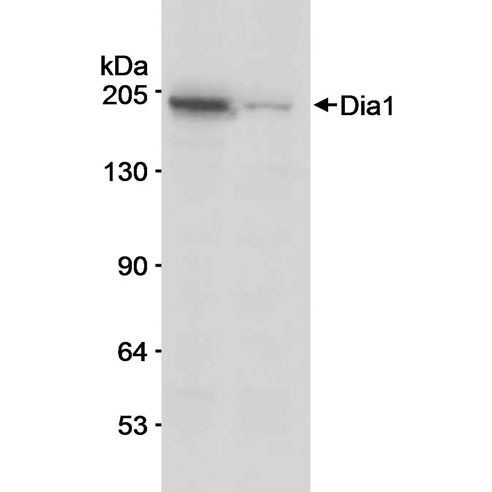 Rabbit anti-Diaphanous 1 Antibody, Affinity Purified