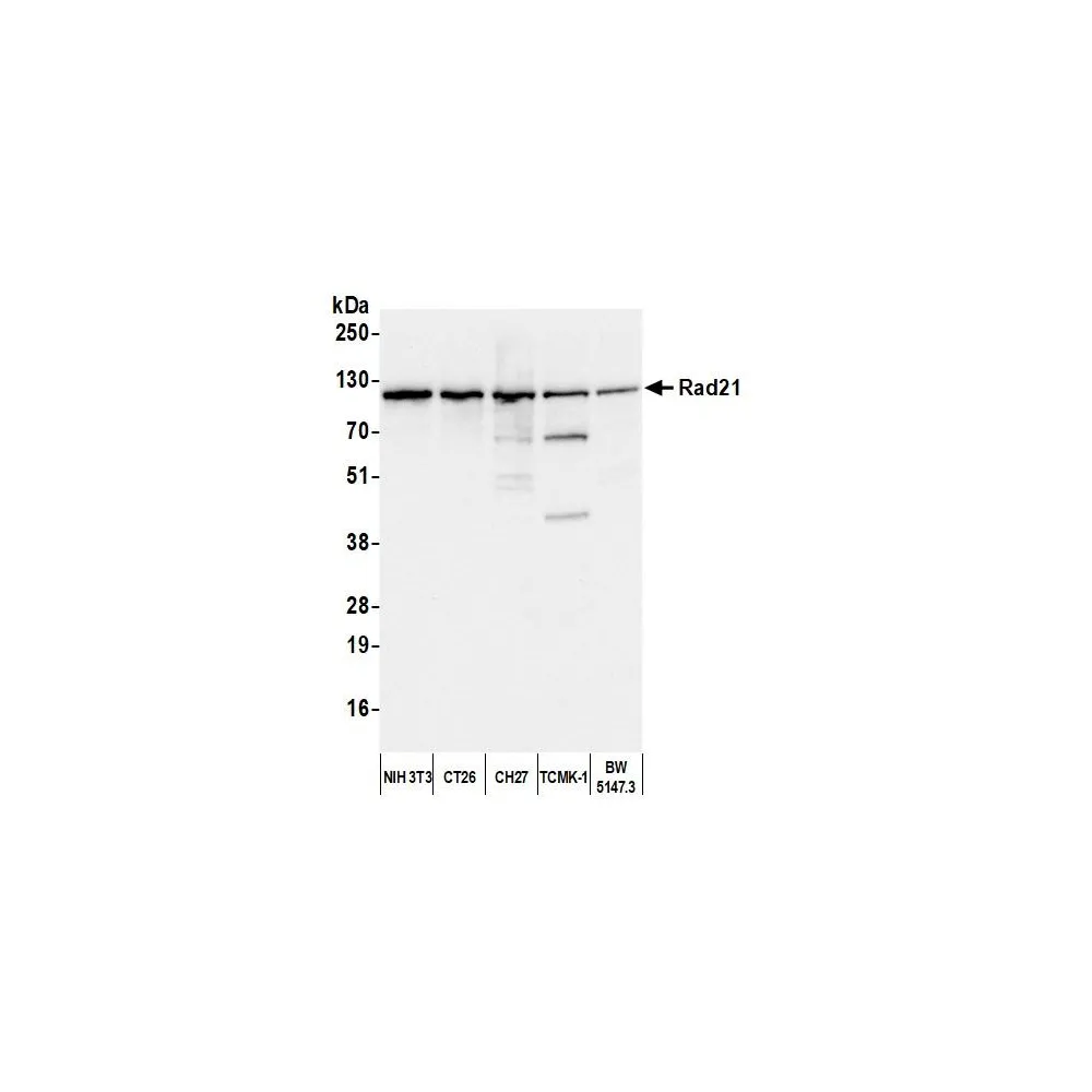 Rabbit anti-Rad21 Antibody, Affinity Purified