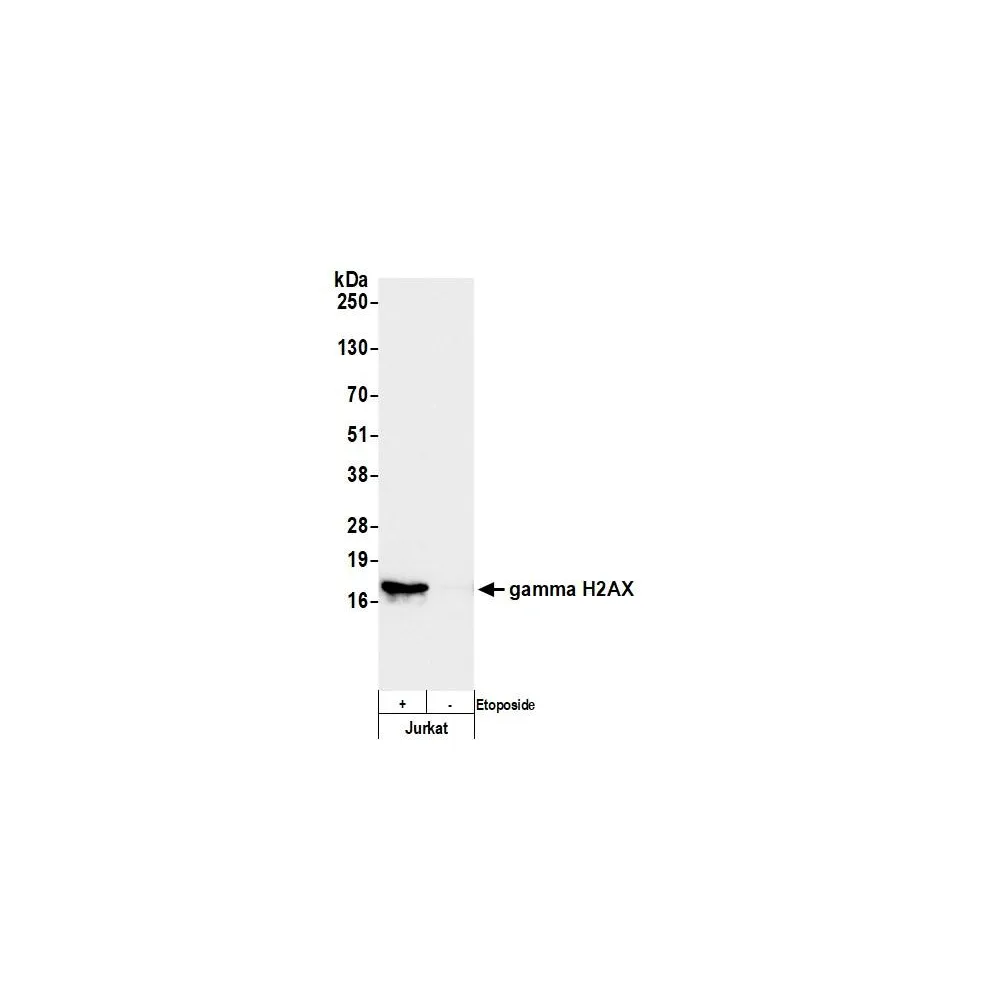 Rabbit anti-gamma-H2AX Antibody, Affinity Purified