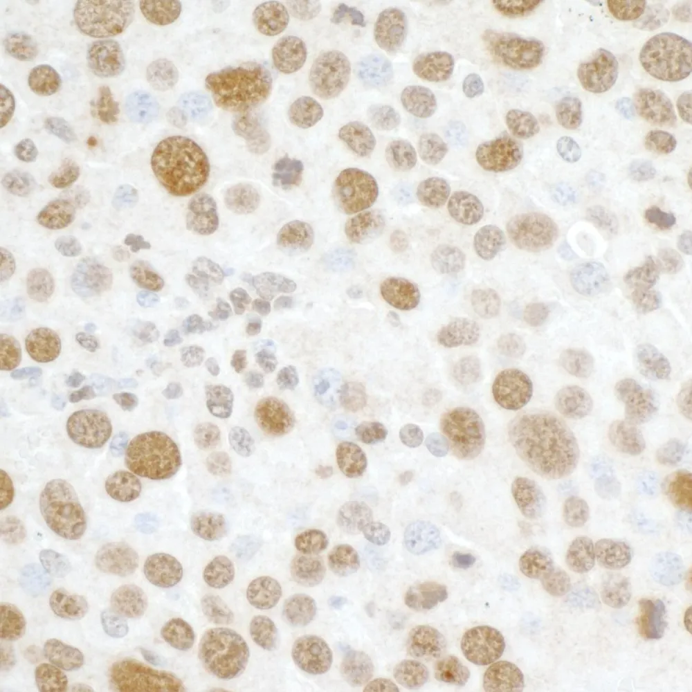 Rabbit anti-H2AX Antibody, Affinity Purified