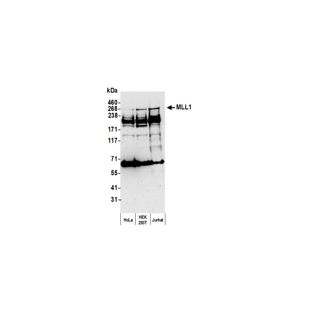 Rabbit anti-MLL1 Antibody, Affinity Purified