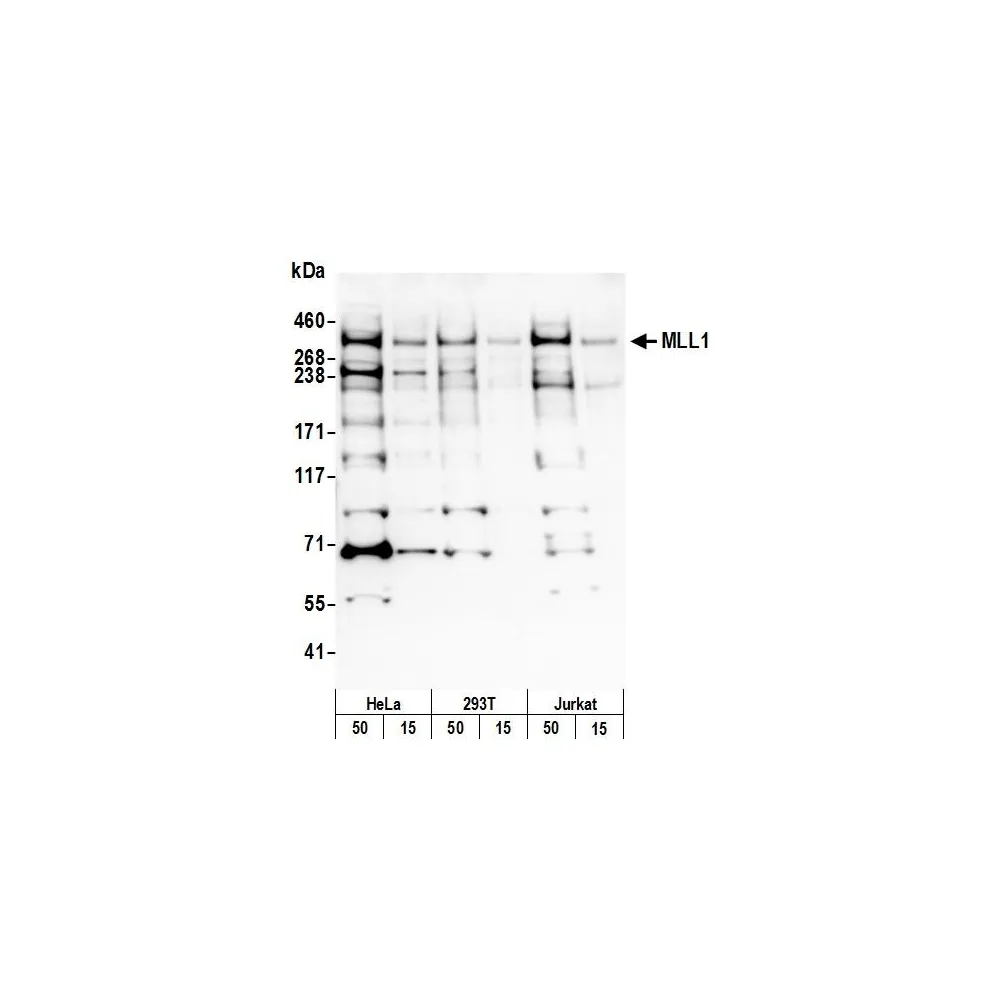 Rabbit anti-MLL1 Antibody, Affinity Purified