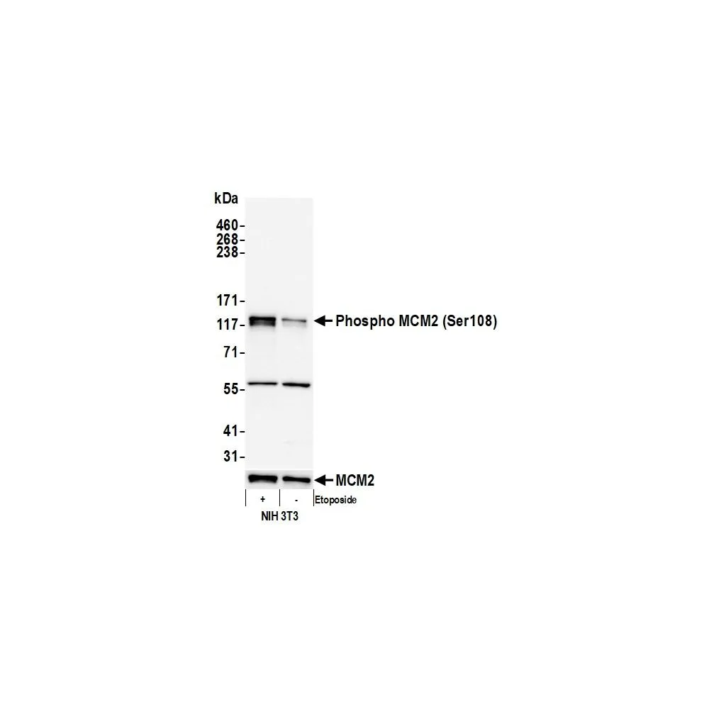 Rabbit anti-Phospho MCM2 (S108) Antibody, Affinity Purified