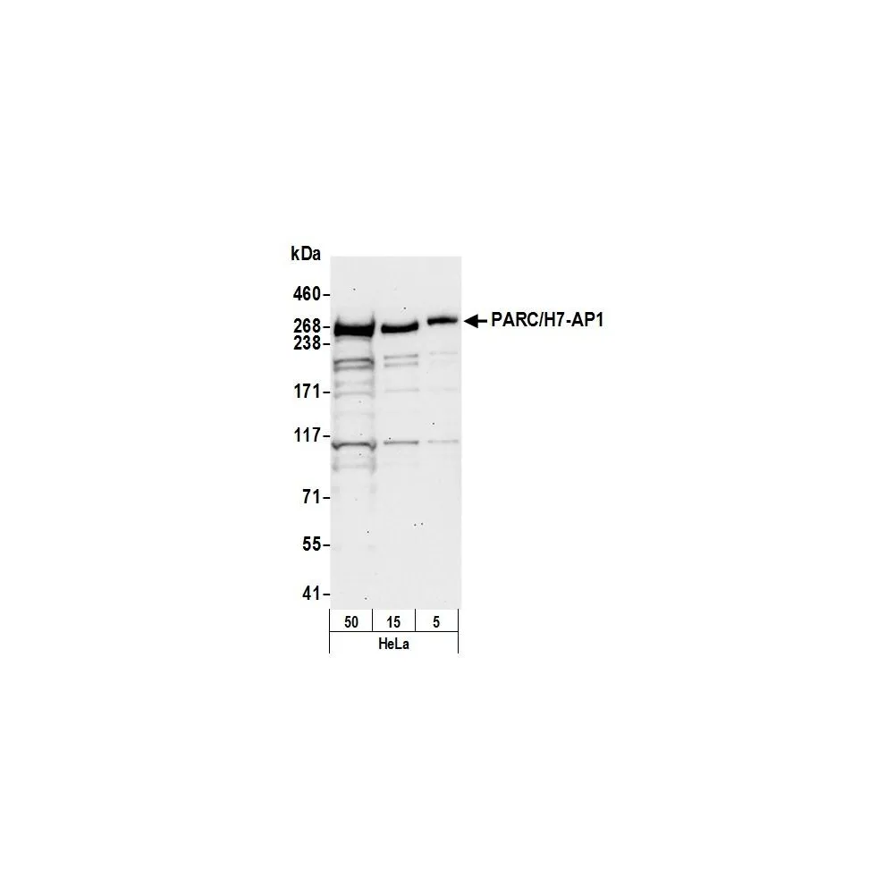 Rabbit anti-PARC/H7-AP1 Antibody, Affinity Purified