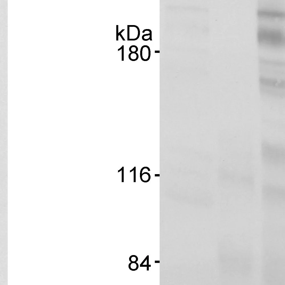 Rabbit anti-PARC/H7-AP1 Antibody, Affinity Purified