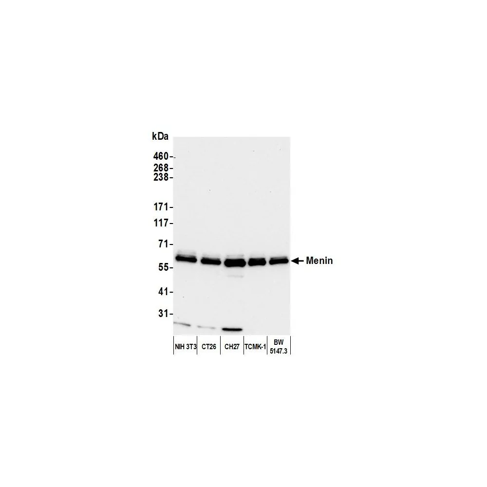 Rabbit anti-Menin Antibody, Affinity Purified