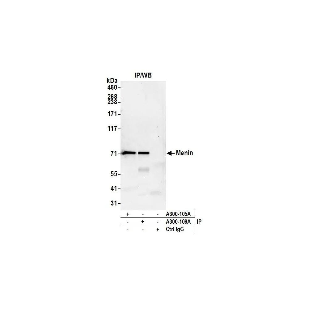 Goat anti-Menin Antibody, Affinity Purified