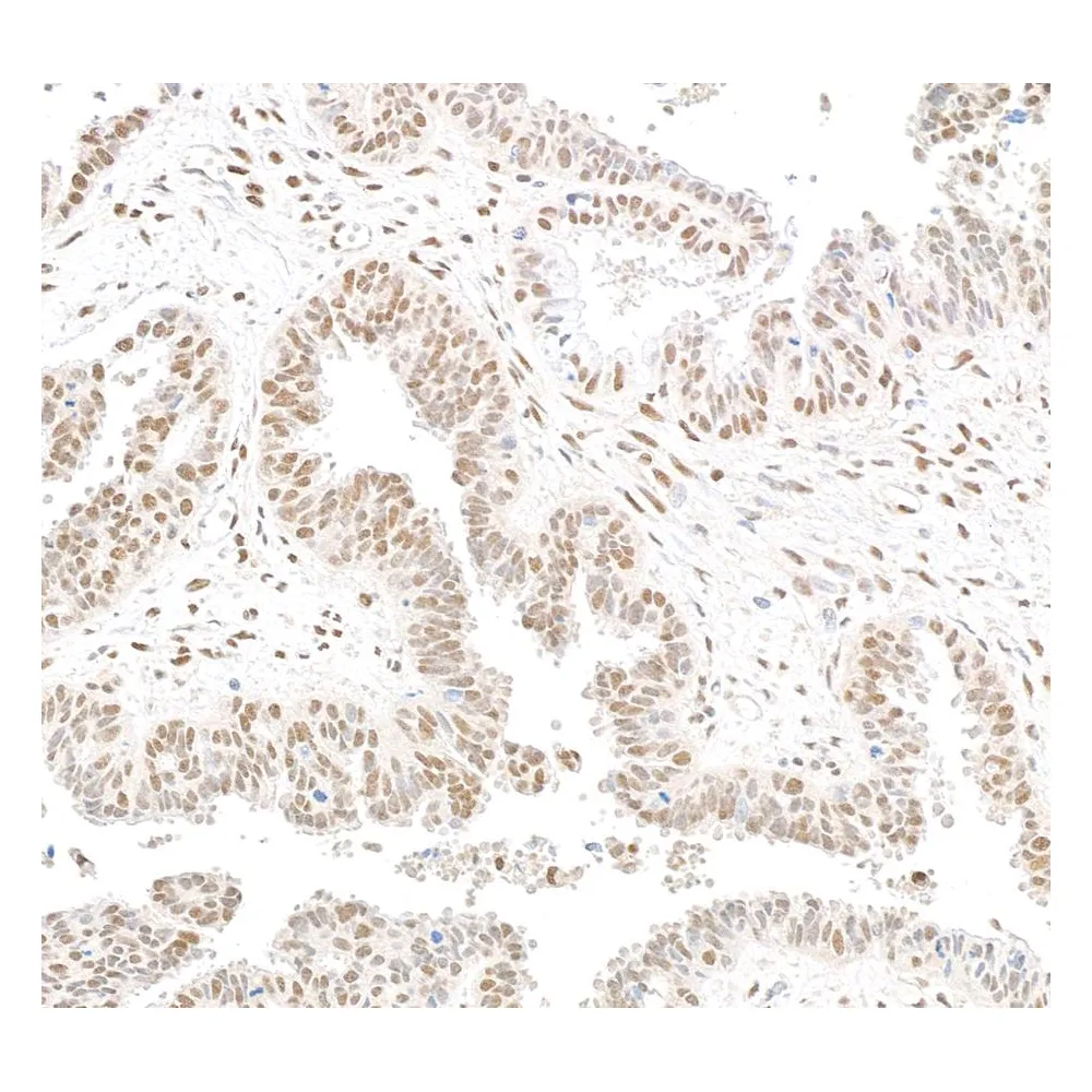 Rabbit anti-RbBP5 Antibody, Affinity Purified