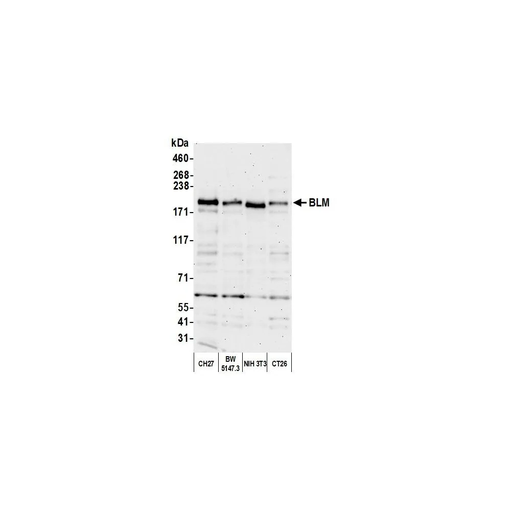 Rabbit antiM Antibody, Affinity Purified