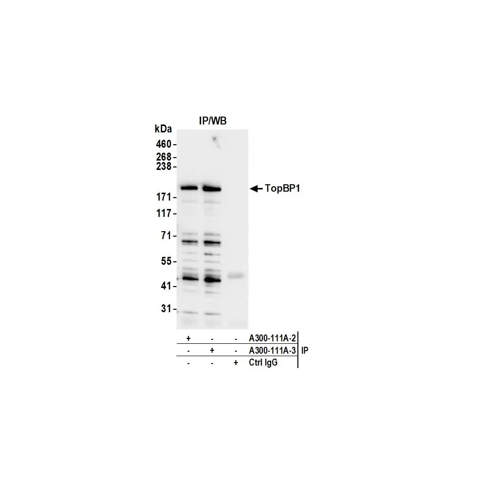 Rabbit anti-TopBP1 Antibody, Affinity Purified