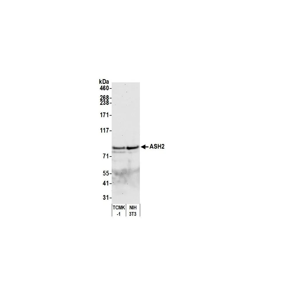 Rabbit anti-ASH2 Antibody, Affinity Purified