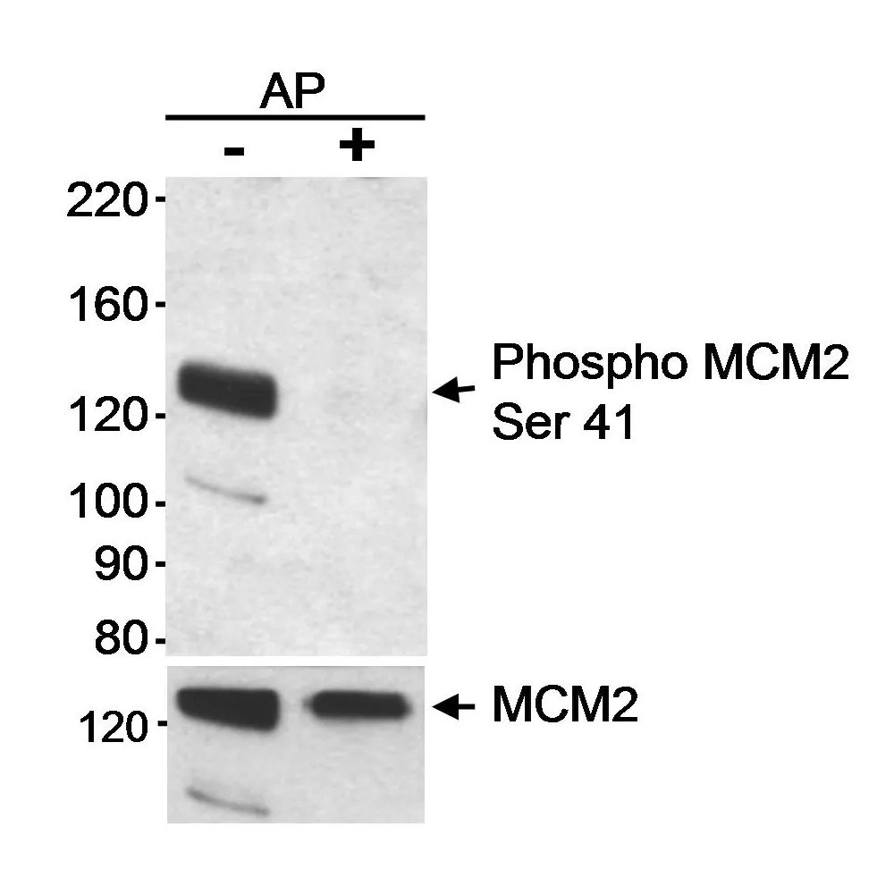 Rabbit anti-Phospho MCM2 (S41) Antibody, Affinity Purified