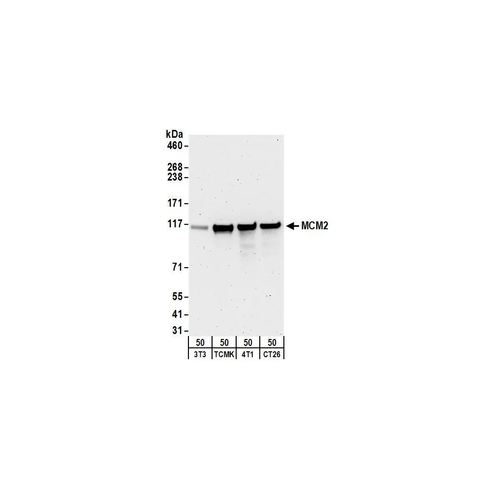 Goat anti-MCM2 Antibody, Affinity Purified