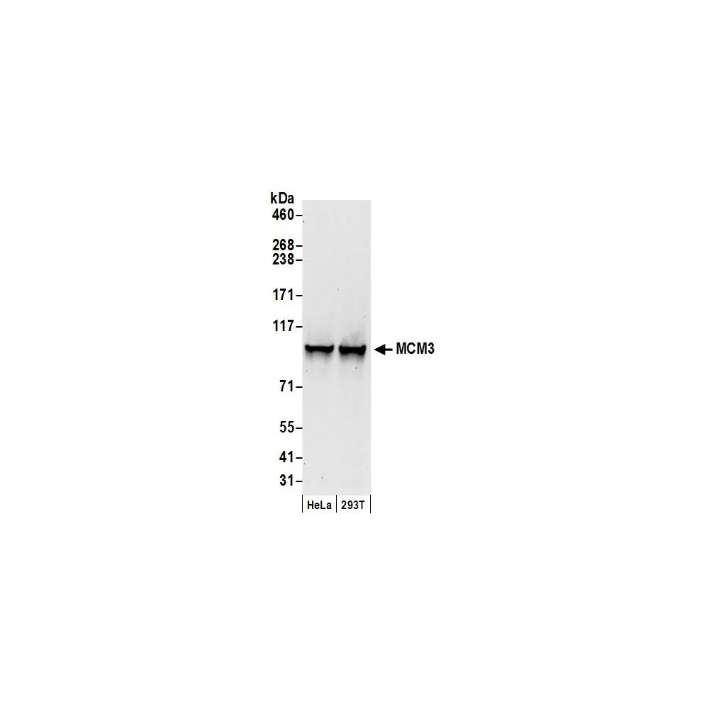Goat anti-MCM3 Antibody, Affinity Purified