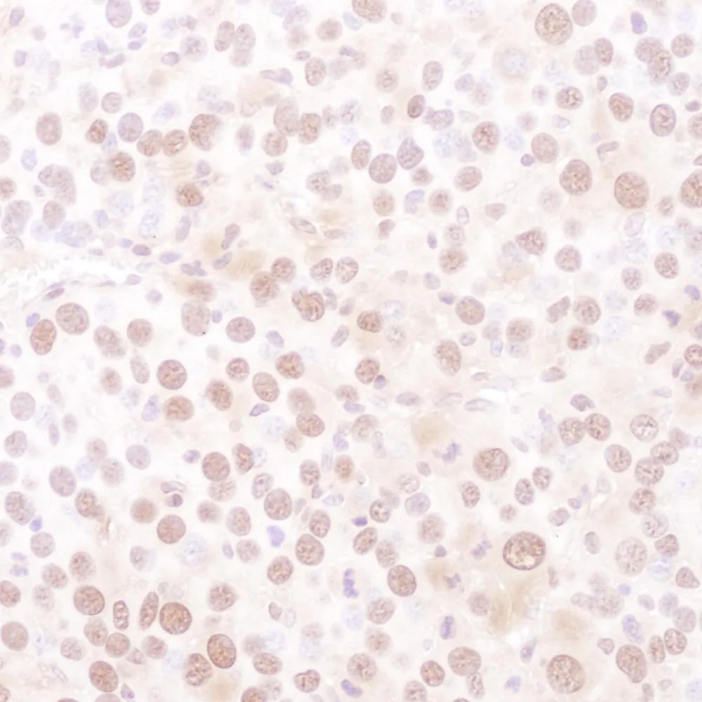 Goat anti-MCM4 Antibody, Affinity Purified