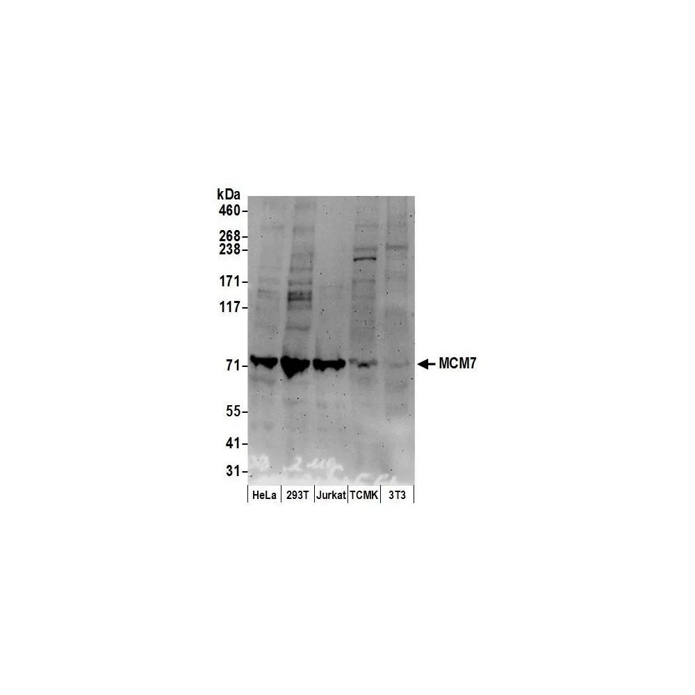 Goat anti-MCM7 Antibody, Affinity Purified