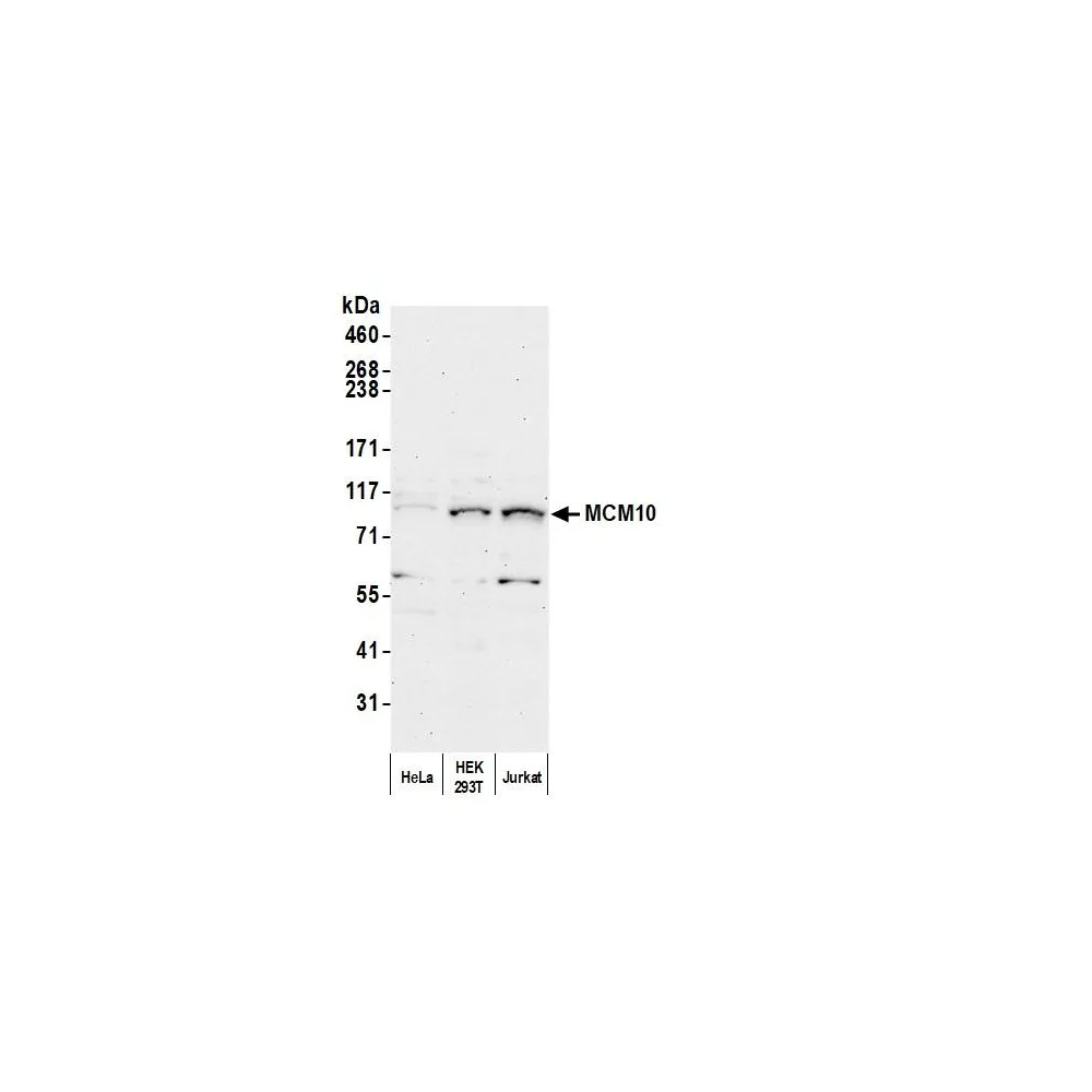 Rabbit anti-MCM10 Antibody, Affinity Purified