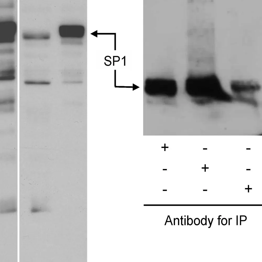 Rabbit anti-Sp1 Antibody, Affinity Purified