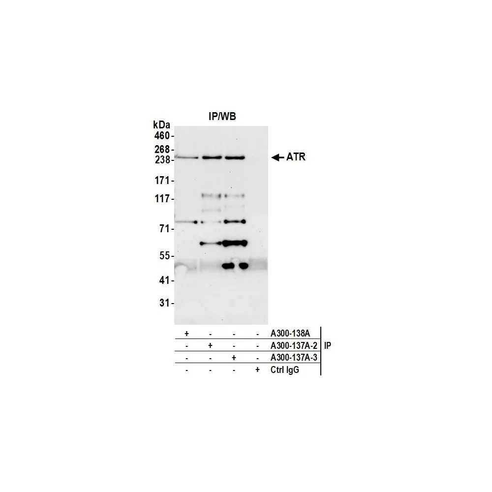 Rabbit anti-ATR Antibody, Affinity Purified