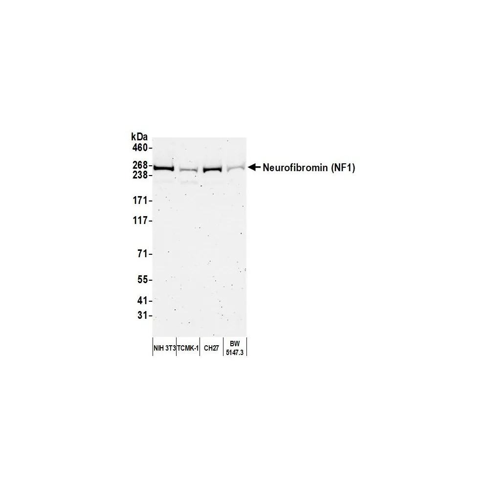 Rabbit anti-NF1 Antibody, Affinity Purified
