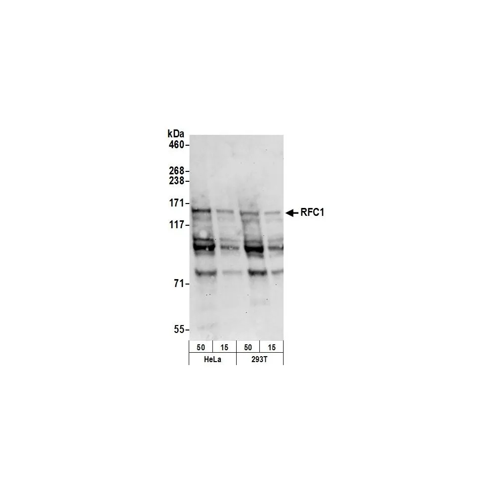 Goat anti-RFC1 Antibody, Affinity Purified