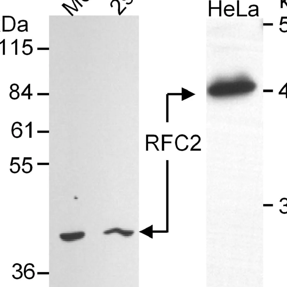 Goat anti-RFC2 Antibody, Affinity Purified