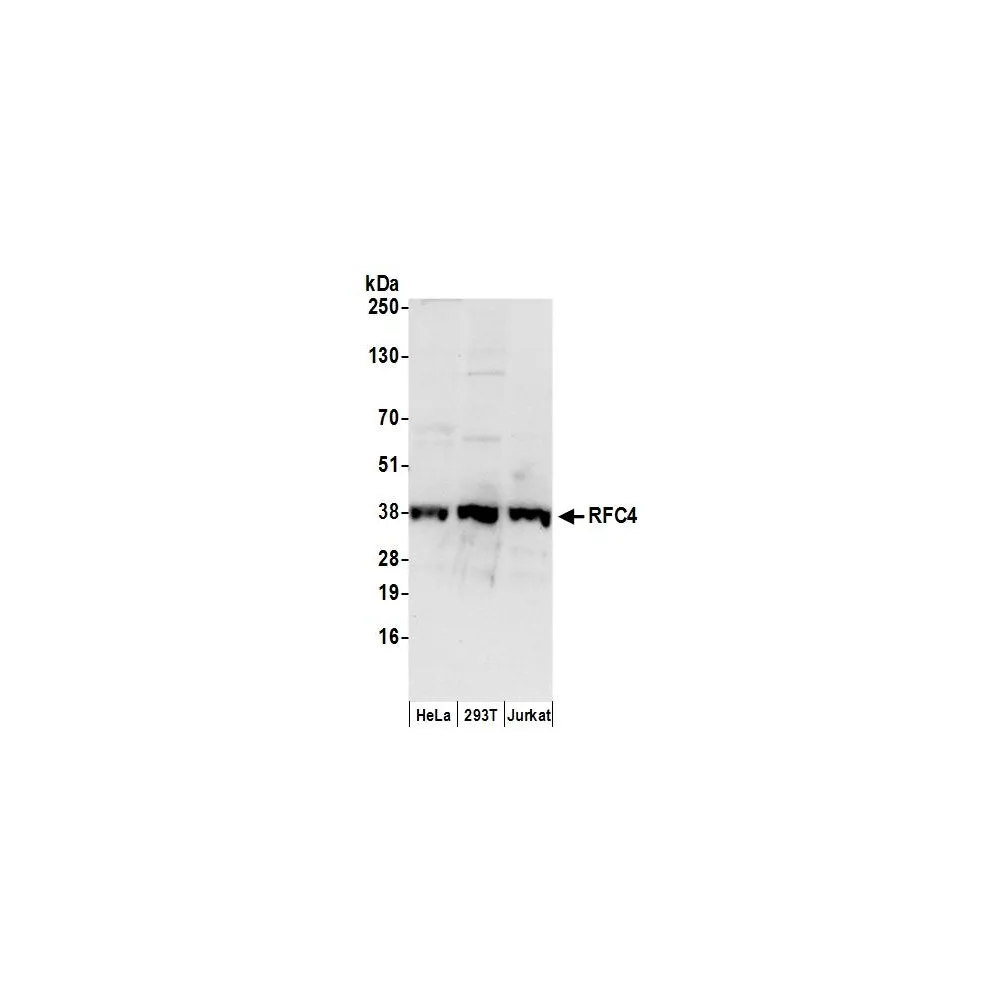 Goat anti-RFC4 Antibody, Affinity Purified