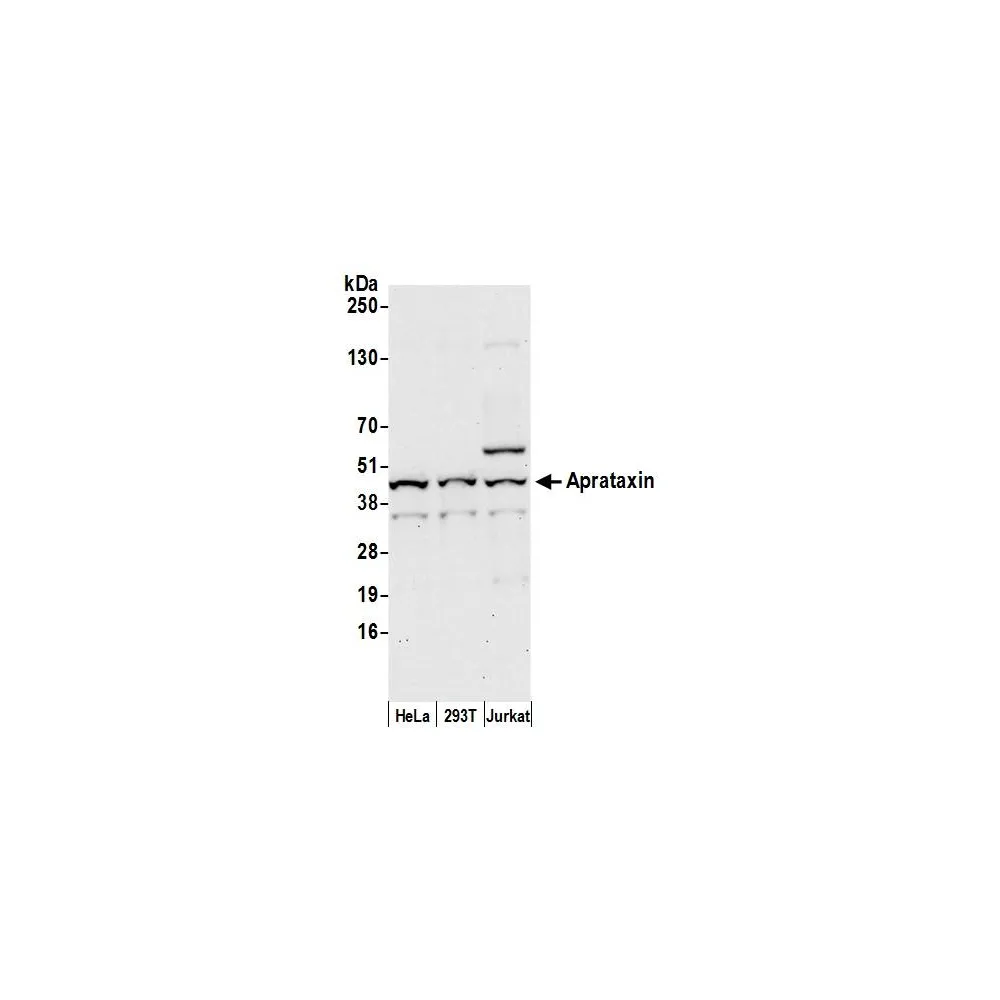 Rabbit anti-Aprataxin Antibody, Affinity Purified