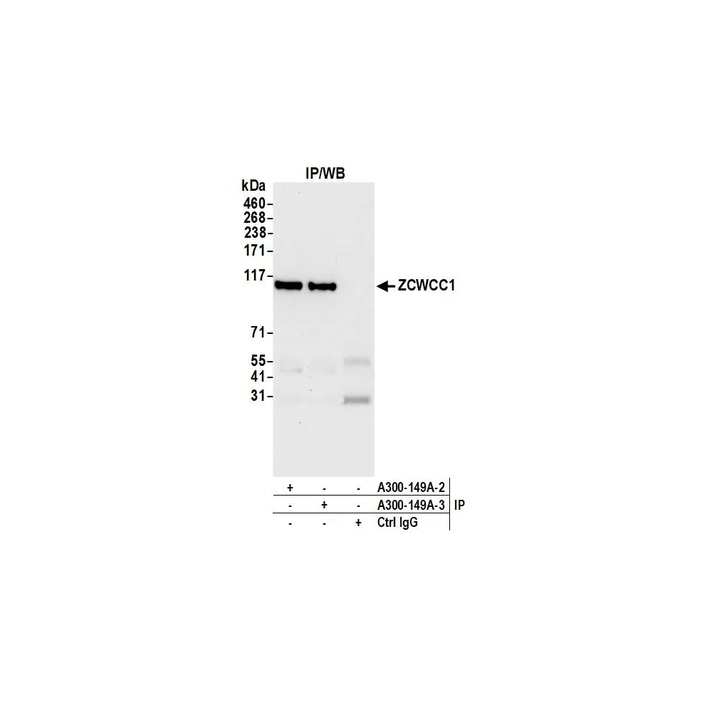 Rabbit anti-ZCWCC1 Antibody, Affinity Purified