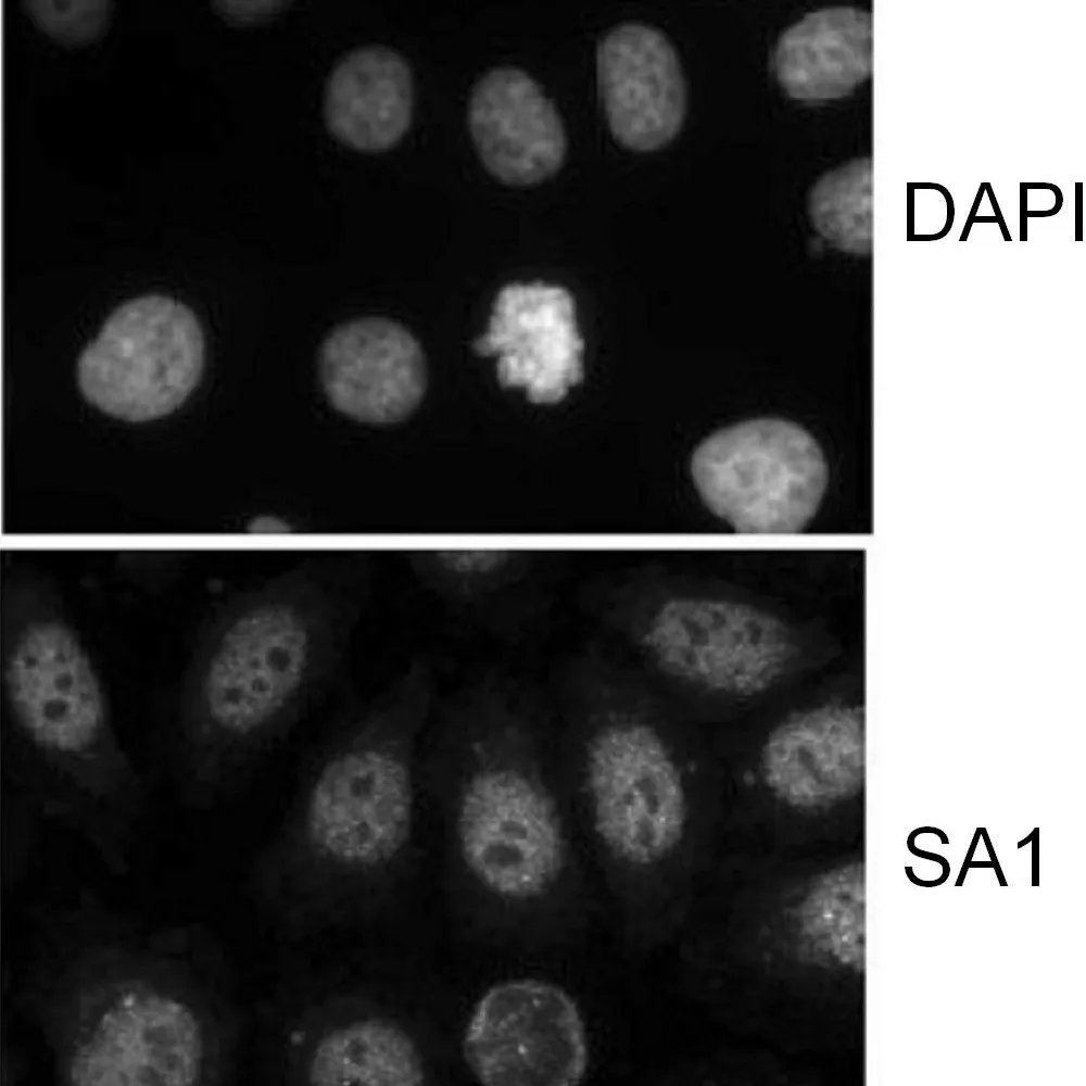 Goat anti-SA1 Antibody, Affinity Purified
