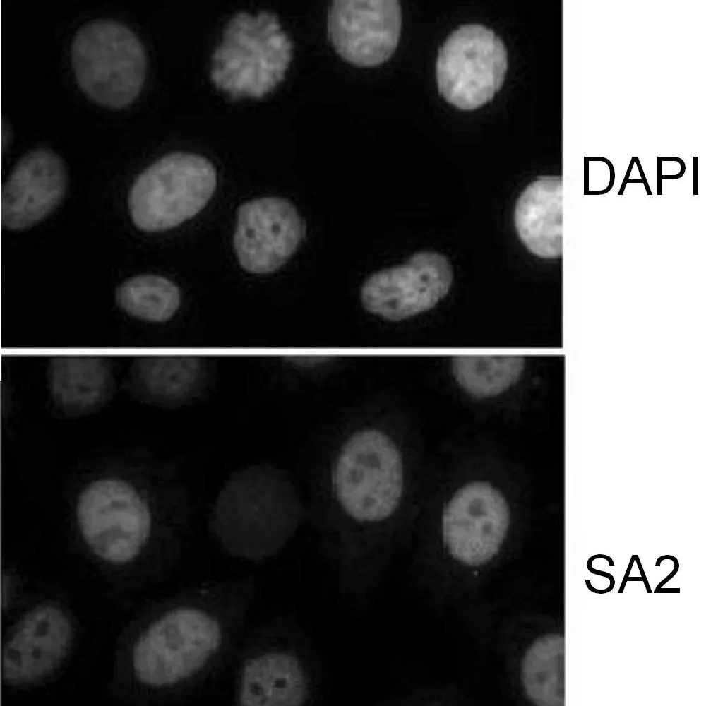 Goat anti-SA2 Antibody, Affinity Purified